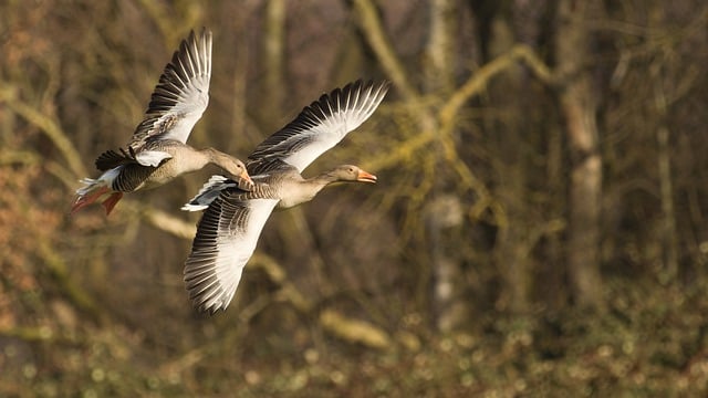 Free download greylag goose geese birds animals free picture to be edited with GIMP free online image editor