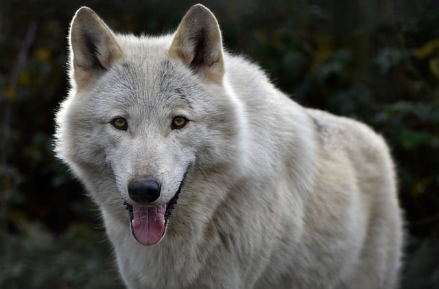 Free download grey wolf timber wolf white wolf free picture to be edited with GIMP free online image editor