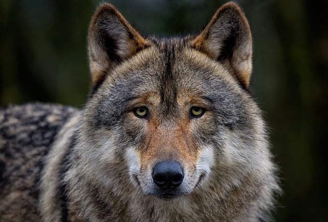 Free download grey wolf wolf timber wolf animal free picture to be edited with GIMP free online image editor