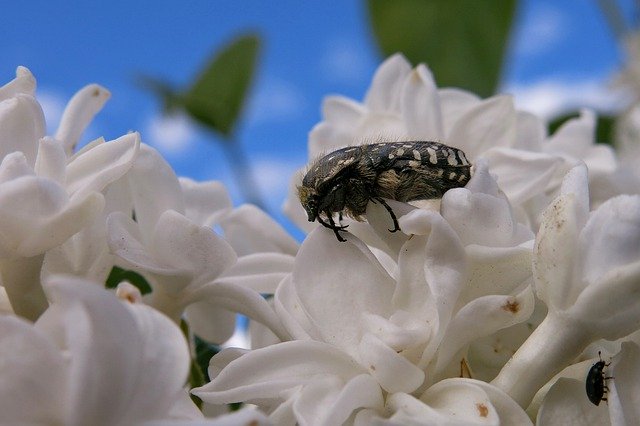 Free download Grief Rose Beetle Oxythyrea -  free photo or picture to be edited with GIMP online image editor