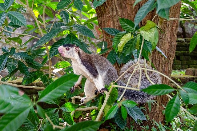 Free download Grizzled Giant Squirrel Sri Lankan -  free photo or picture to be edited with GIMP online image editor