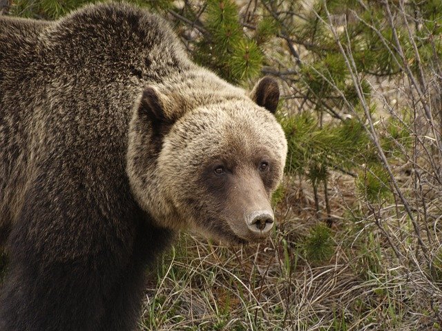 تنزيل Grizzly Wild Bear مجانًا - صورة أو صورة مجانية ليتم تحريرها باستخدام محرر الصور عبر الإنترنت GIMP