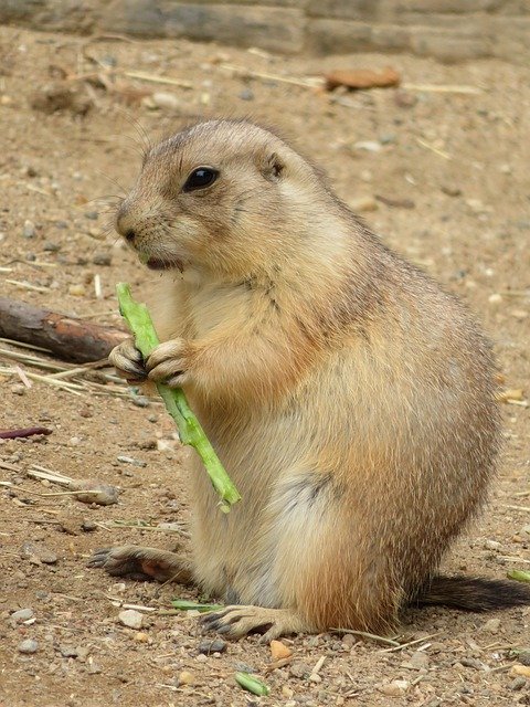 Free download Ground Hog Animal Prairie Dog -  free free photo or picture to be edited with GIMP online image editor