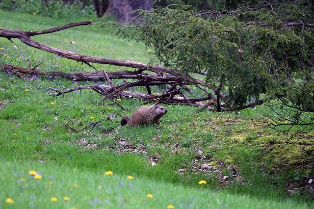 Free download Groundhog Nature Woods -  free photo or picture to be edited with GIMP online image editor