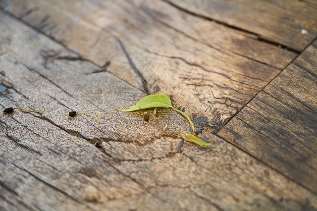 Free download Ground Wood-Fibre Boards Table -  free photo or picture to be edited with GIMP online image editor