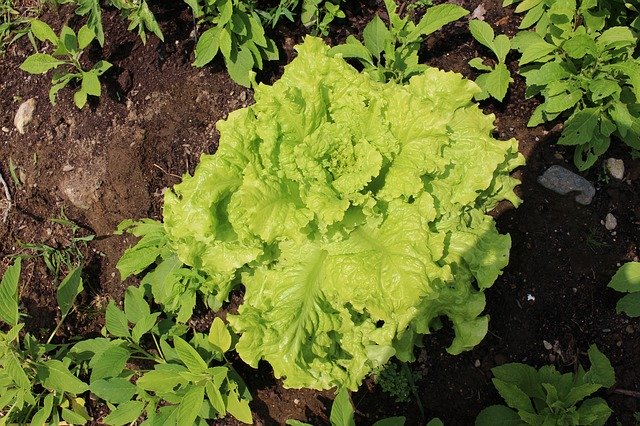 Free download Growing Lettuce Garden -  free photo or picture to be edited with GIMP online image editor