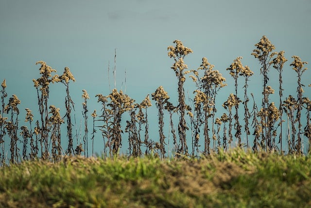 Free download growth flower green sky landscape free picture to be edited with GIMP free online image editor