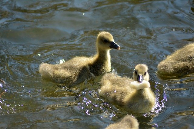 Free download Gæsling Feeding Young -  free photo or picture to be edited with GIMP online image editor