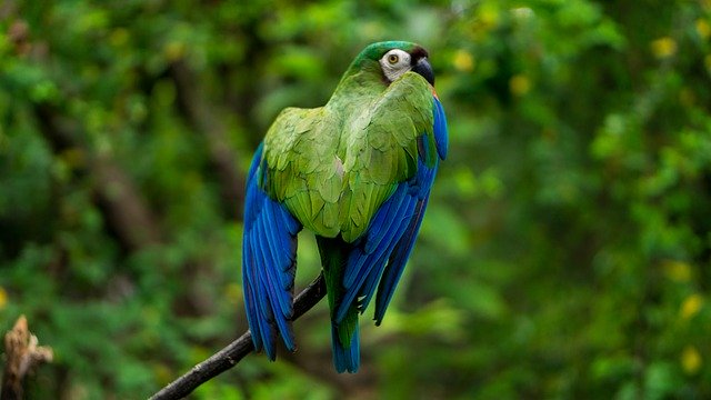 Free download Guacamaya Animal Grass -  free photo or picture to be edited with GIMP online image editor