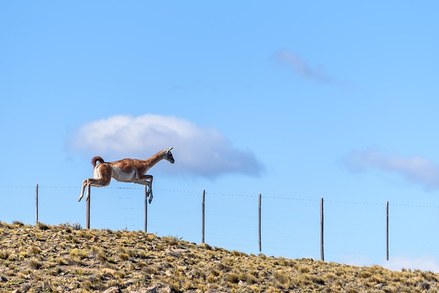 Free download guanaco animal fence mammal free picture to be edited with GIMP free online image editor