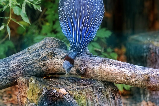 Free download guineafowl bird plumage feathers free picture to be edited with GIMP free online image editor