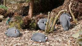 Free download Guinea Fowl Birds -  free video to be edited with OpenShot online video editor