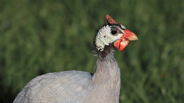 Free download guinea fowl close up head bird free picture to be edited with GIMP free online image editor