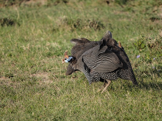 Free download guinea fowl savannah bird free picture to be edited with GIMP free online image editor