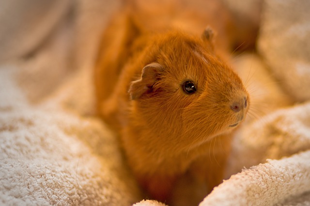 Free download guinea pig domestic animal rodent free picture to be edited with GIMP free online image editor