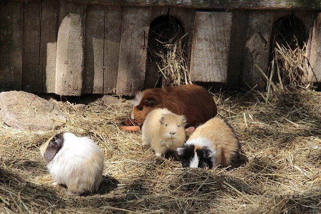 Free download Guinea Pig Family Nature -  free photo or picture to be edited with GIMP online image editor