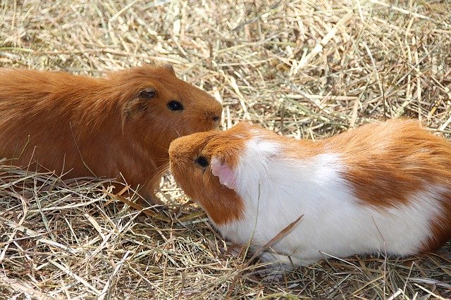 Free download Guinea Pig Nager Rodent Small -  free photo or picture to be edited with GIMP online image editor