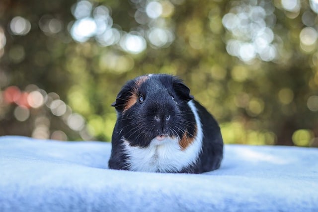 Free download guinea pig pet snow winter animal free picture to be edited with GIMP free online image editor