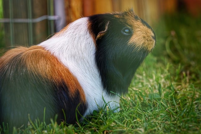 Free download guinea pig rodent animal free picture to be edited with GIMP free online image editor