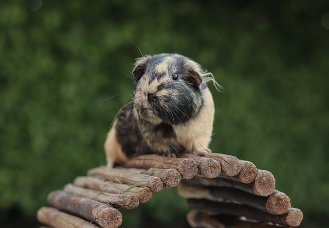 Free download guinea pig rodent pet animal cute free picture to be edited with GIMP free online image editor