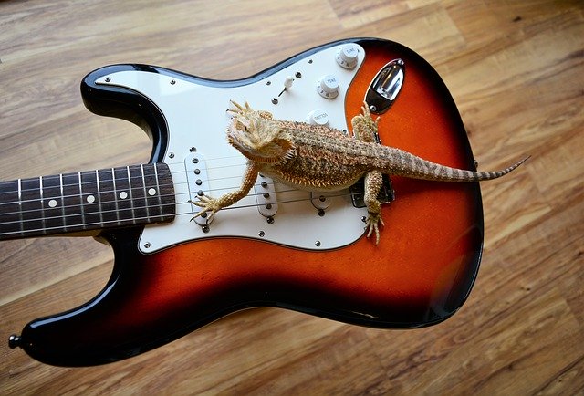 Free download Guitar Electric Lizard -  free photo or picture to be edited with GIMP online image editor