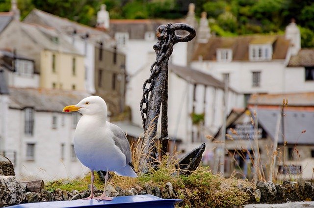 Free download gull anchor bird feathers plumage free picture to be edited with GIMP free online image editor