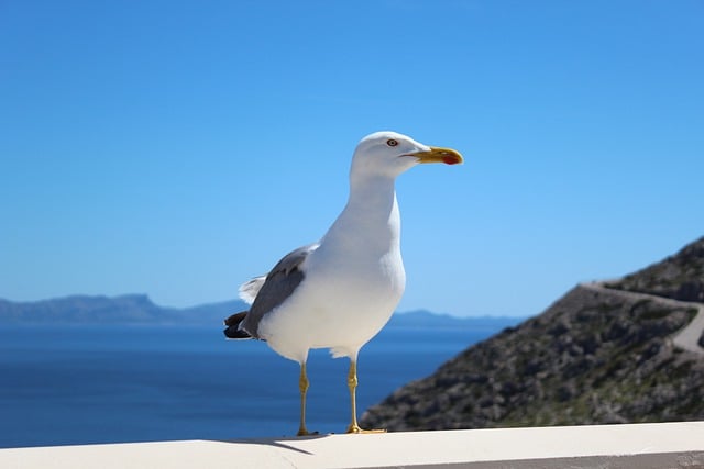 Free download gull animal nature sea bird free picture to be edited with GIMP free online image editor