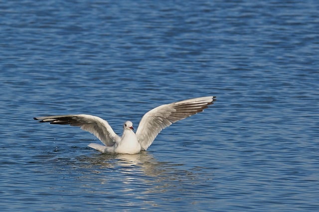 Free download gull baltic sea flying beach coast free picture to be edited with GIMP free online image editor