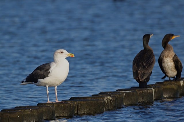 Free download gull beach groyne cormoran free picture to be edited with GIMP free online image editor