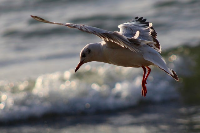 Free download gull beach sea waves sea bird free picture to be edited with GIMP free online image editor