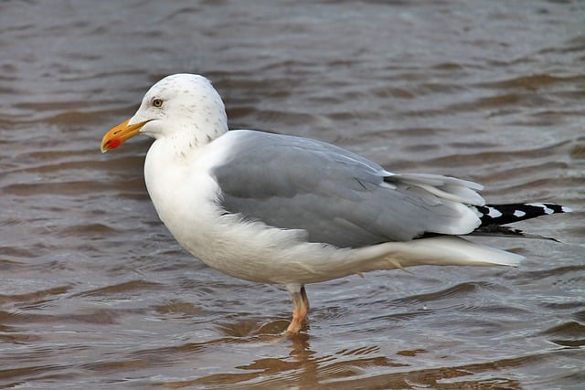 Free download gull bird animal water nature free picture to be edited with GIMP free online image editor