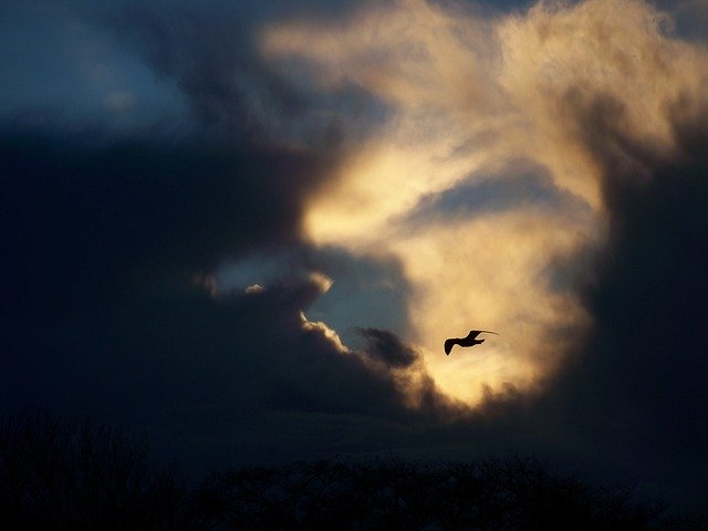 Free download Gull Bird Clouds -  free photo or picture to be edited with GIMP online image editor