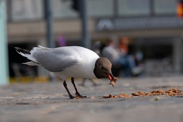 Free download gull bird head bread city animal free picture to be edited with GIMP free online image editor