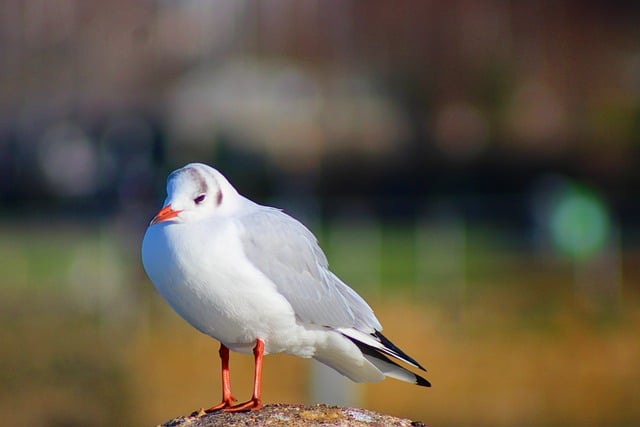 Free download gull birds bird watching animal free picture to be edited with GIMP free online image editor