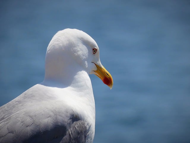 Free download gull bird sea bird feather beak free picture to be edited with GIMP free online image editor