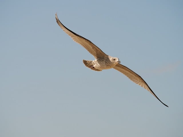 Free download gull bird sky wildlife animal free picture to be edited with GIMP free online image editor