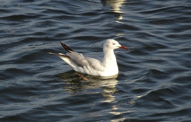 Free download Gull Bird Slender-Billed -  free photo or picture to be edited with GIMP online image editor