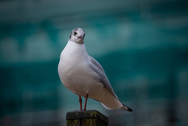 Free download gull black headed gull bird free picture to be edited with GIMP free online image editor