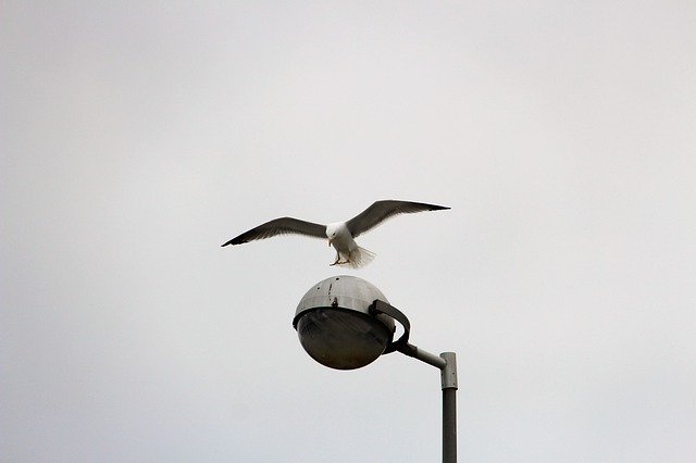 Free download Gull Flight Gulls Floor -  free photo or picture to be edited with GIMP online image editor