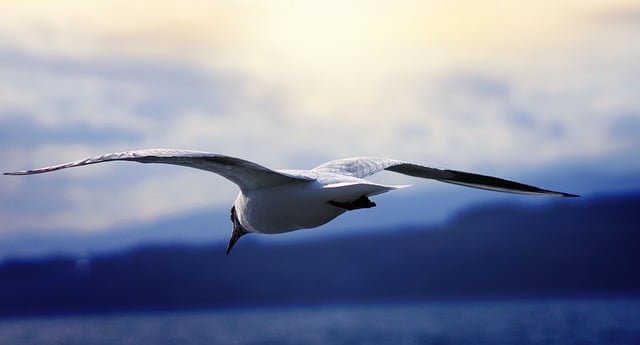 Free download gull flying nature wallpaper free picture to be edited with GIMP free online image editor