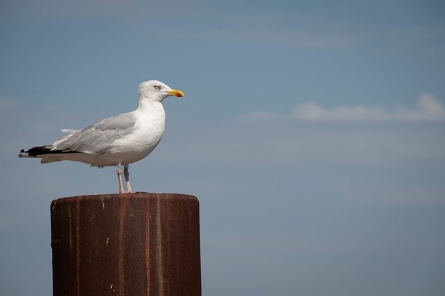 Free download gull herring gull seabird free picture to be edited with GIMP free online image editor