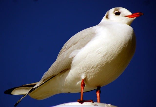 Free download gull plumage water bird sea lake free picture to be edited with GIMP free online image editor