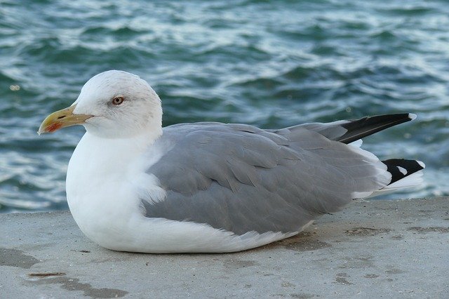 Free download Gull Port -  free photo or picture to be edited with GIMP online image editor