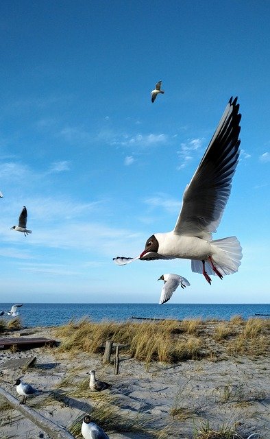 Free download Gulls Baltic Sea Zingst -  free photo or picture to be edited with GIMP online image editor