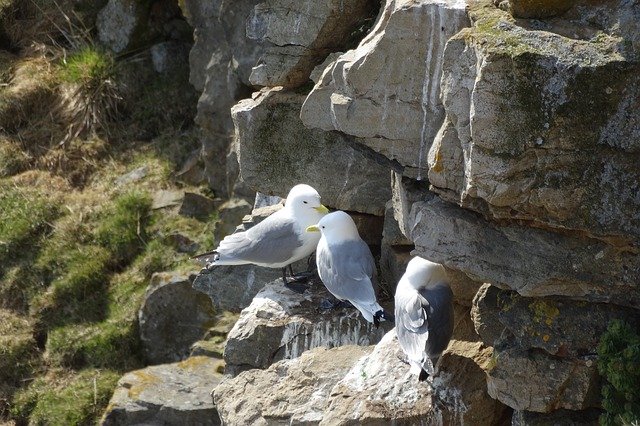 免费下载 Gulls Breed Rock - 可使用 GIMP 在线图像编辑器编辑的免费照片或图片