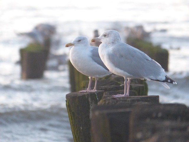 Free download Gull Sea Nature -  free photo or picture to be edited with GIMP online image editor