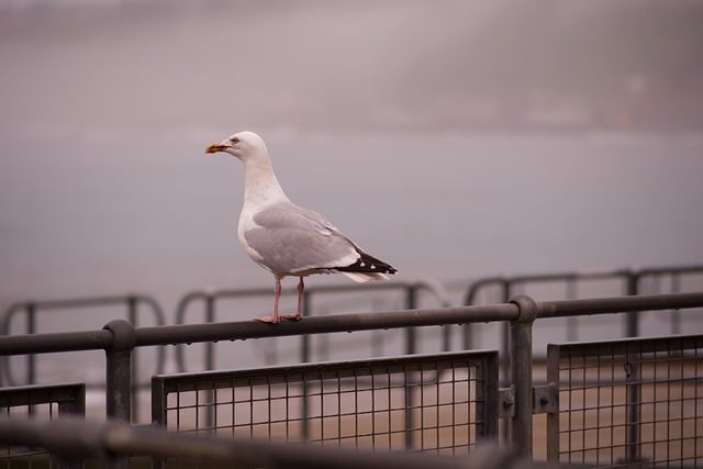 Free download gull seaside scarborough rail bird free picture to be edited with GIMP free online image editor