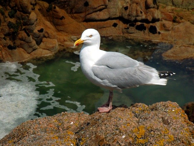 Free download Gull Seevogel Gulls Sea -  free photo or picture to be edited with GIMP online image editor