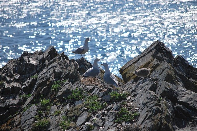 Descarga gratuita Gulls Sea Cliffs Baby: foto o imagen gratuita para editar con el editor de imágenes en línea GIMP