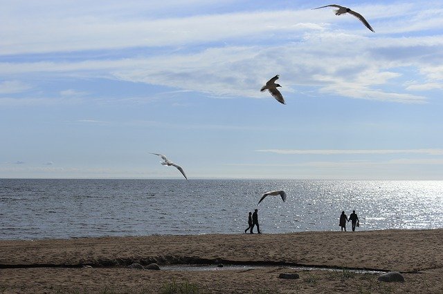 Free download Gulls Sea Seagull -  free photo or picture to be edited with GIMP online image editor